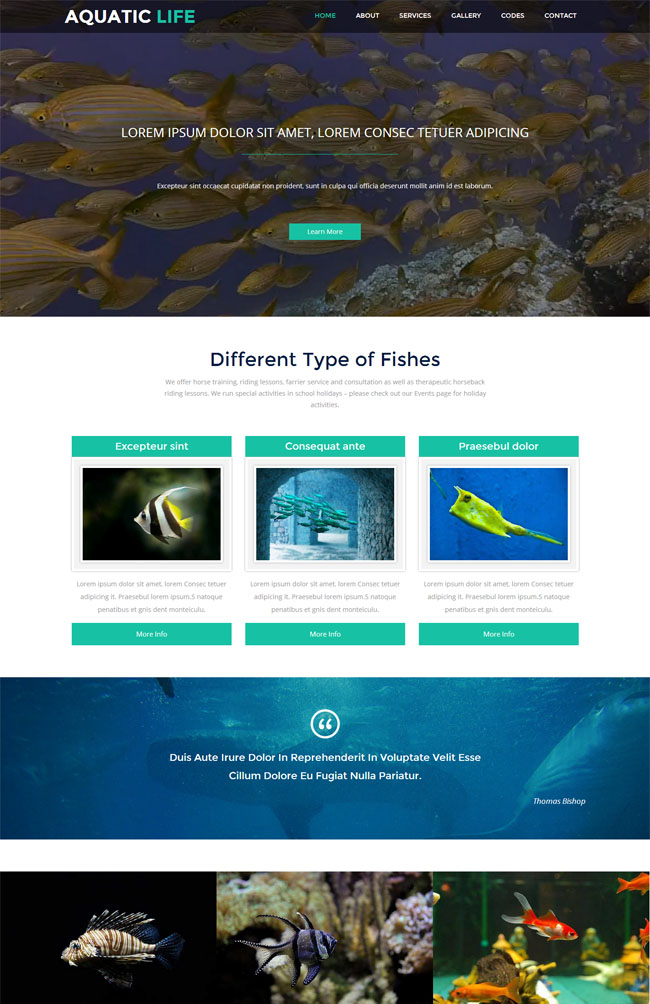 金鱼养殖加盟网站模板